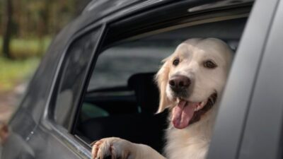 Viaje seguro con su mascota, ¿sabe cómo?
