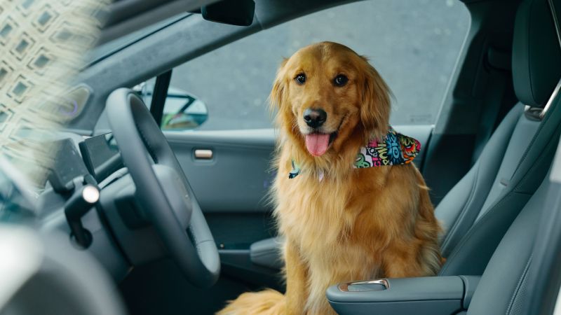 Zeekr X: movilidad eléctrica pensada también para tu mascota